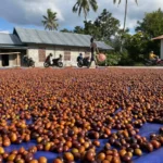 Bajawa ostrov Flores – JYN Group